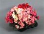 Seminte profesionale Begonia semperflorens - Ghetisoara - imagine 48964